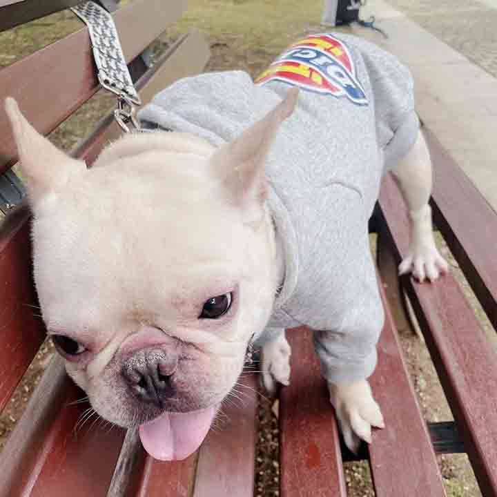 Dickies 中小型犬